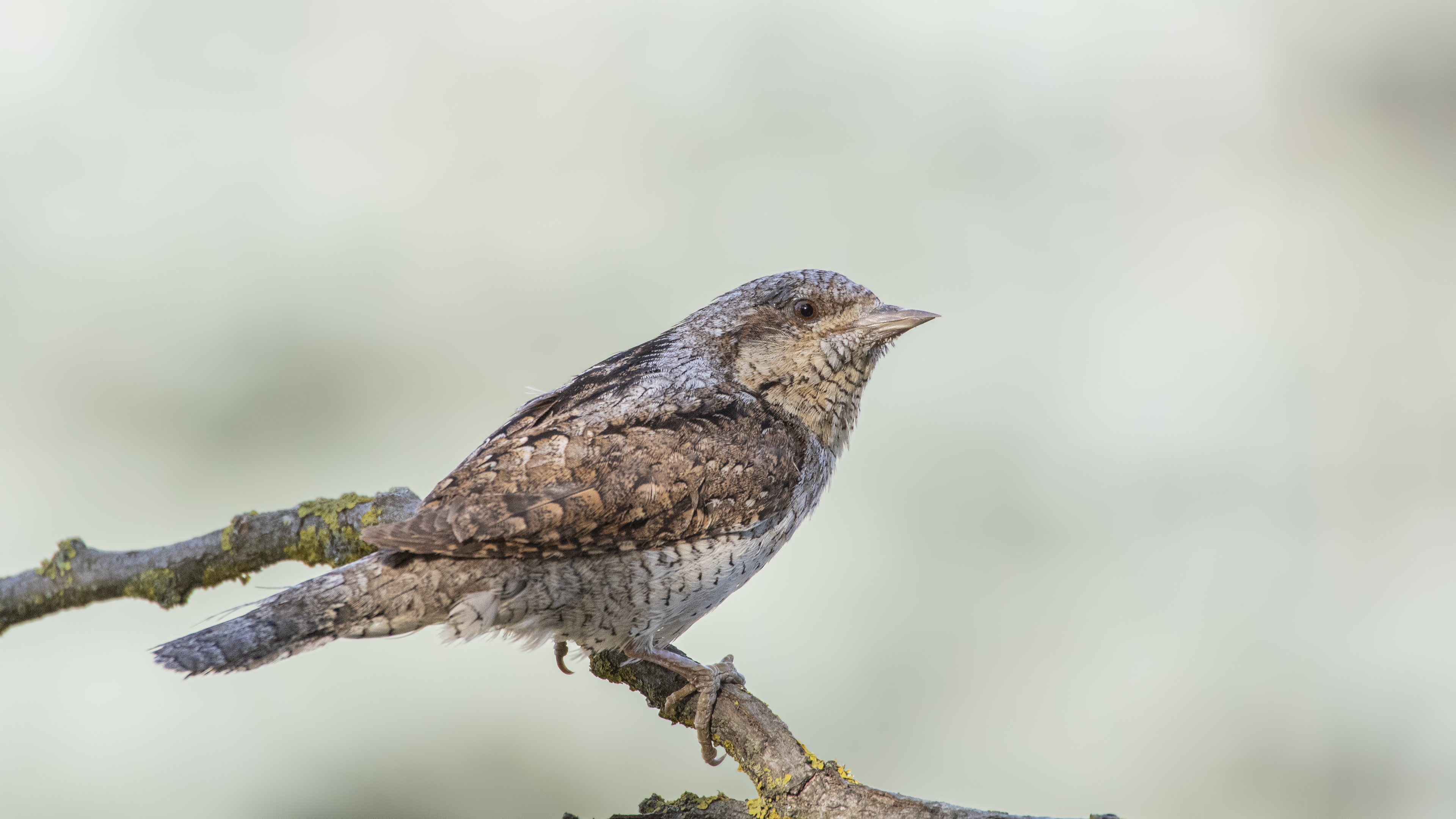 Eurasian Wryneck — Ana fotoğraf